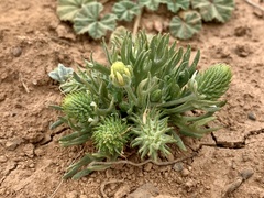 Ceratocephala falcata