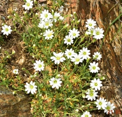 Cerastium gibraltaricum