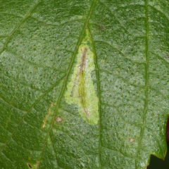 Phyllonorycter celtisella