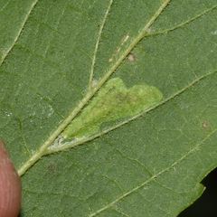 Phyllonorycter celtisella