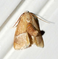 Apoda latomia
