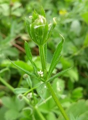Galium