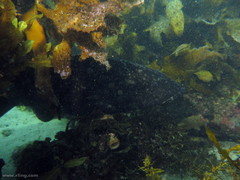 Epinephelus daemelii