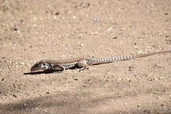 Aspidoscelis maximus