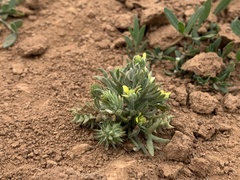 Ceratocephala falcata