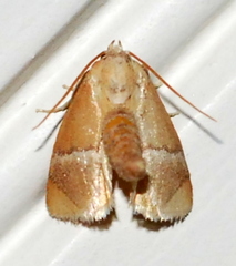 Apoda latomia