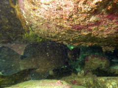Epinephelus daemelii