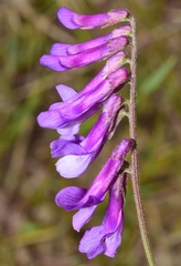 Vicia tenuifolia