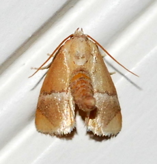 Apoda latomia
