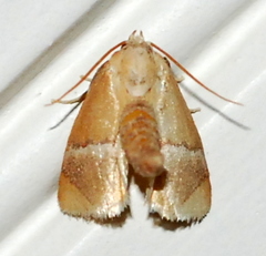 Apoda latomia