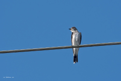 Stelgidopteryx serripennis ridgwayi