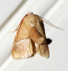 Apoda latomia