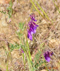 Vicia tenuifolia