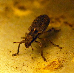 Sitona californius