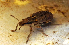 Sitona californius