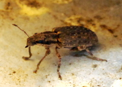 Sitona californius