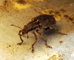 Sitona californius