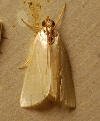 Urola nivalis