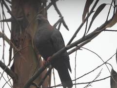 Patagioenas araucana