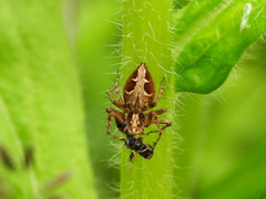 Oxyopes ramosus
