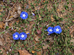 Evolvulus bogotensis