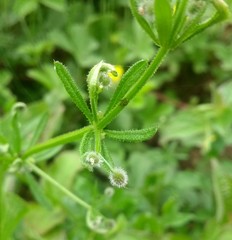 Galium
