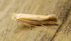 Bucculatrix magnella