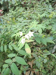 Solanum laxum