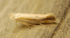 Bucculatrix magnella