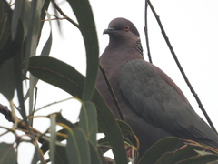 Patagioenas araucana