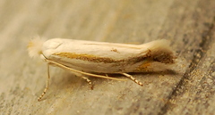 Bucculatrix magnella