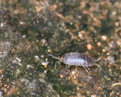 Porcellio laevis