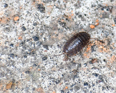 Porcellio laevis