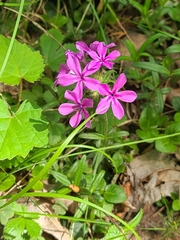 Phlox amoena