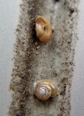 Gastrodontidae