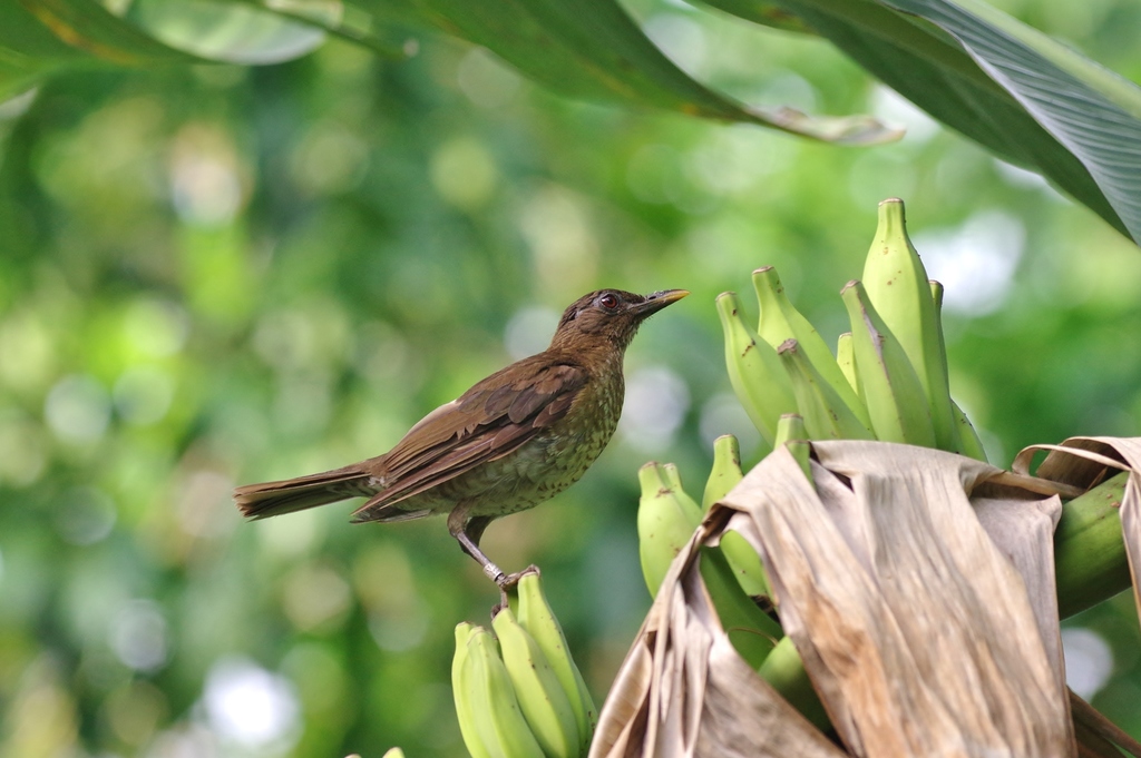 Sao Tome Thrush photo