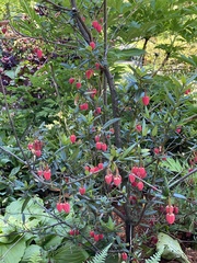 Crinodendron hookerianum