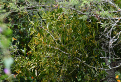 Phoradendron nervosum