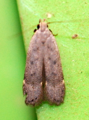 Anacampsis comparanda