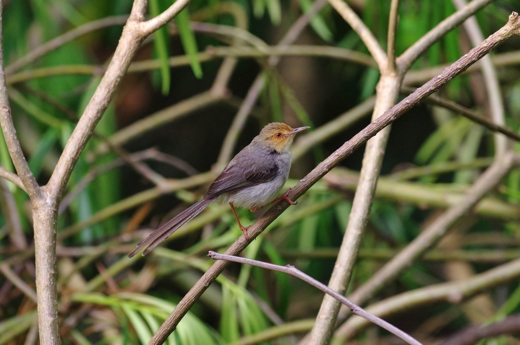 Sao Tome Prinia (Prinia molleri) photo