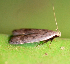 Anacampsis comparanda
