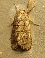 Sympistis induta