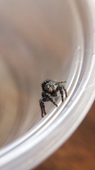 Phidippus borealis