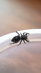 Phidippus borealis