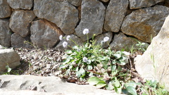 Globularia majoricensis