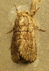 Sympistis induta