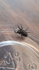 Phidippus borealis