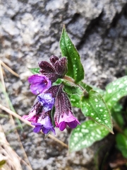 Pulmonaria longifolia