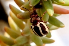 Calligrapha californica