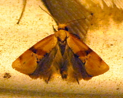 Cochylis caulocatax